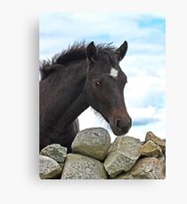 Connemara Pony Foal looking over a stone wall Canvas Print