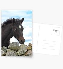 Connemara Pony Foal looking over a stone wall Postcards