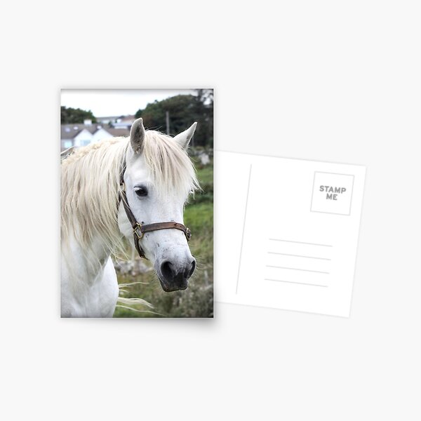 Grey Connemara Pony Mare Postcard