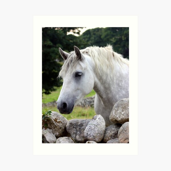Connemara Pony looking over an Irish stone wall Art Print