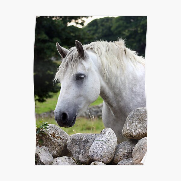 Connemara Pony looking over an Irish stone wall Poster