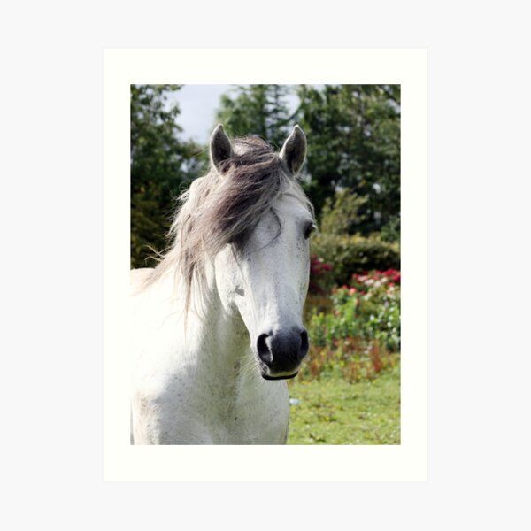 Connemara Pony Stallion Art Print