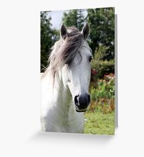 Connemara Pony Stallion Greeting Card