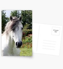 Connemara Pony Stallion Postcards
