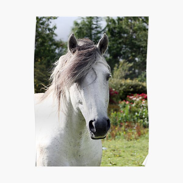 Connemara Pony Stallion Poster