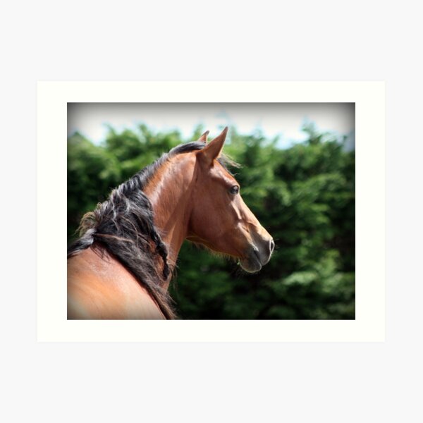Connemara Pony Mare Art Print