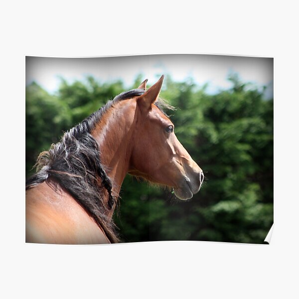Connemara Pony Mare Poster