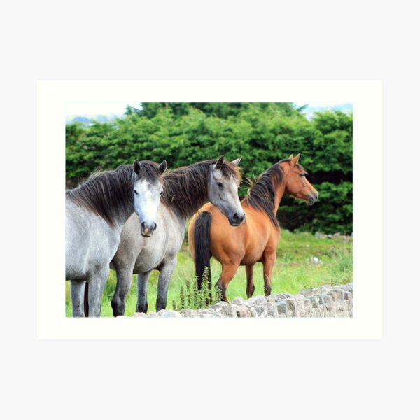 Connemara Ponies in the field Art Print