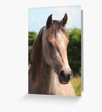 Golden Connemara Pony Mare Greeting Card
