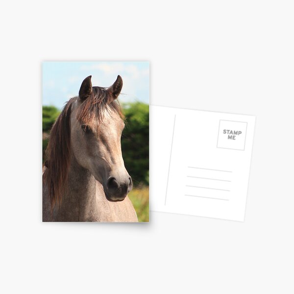Golden Connemara Pony Mare Postcard