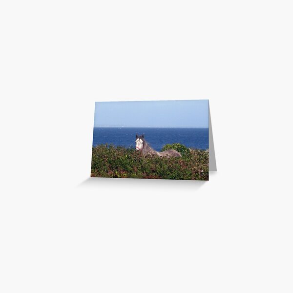 Sea Horse Greeting Card