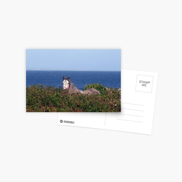 Sea Horse Postcard
