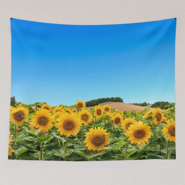 Artikelvorschau, Sonnenblumenfeld in einem klaren Himmel entworfen und verkauft von Tim Scott.