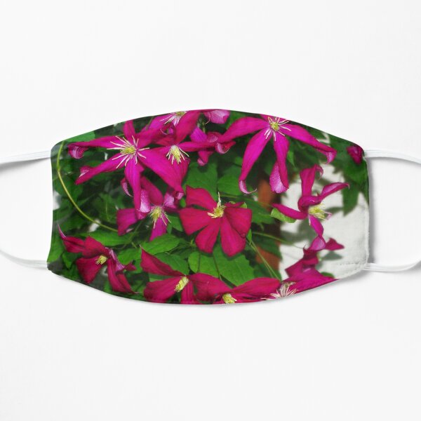Clematis viticella Mme Julia Correvon Mask