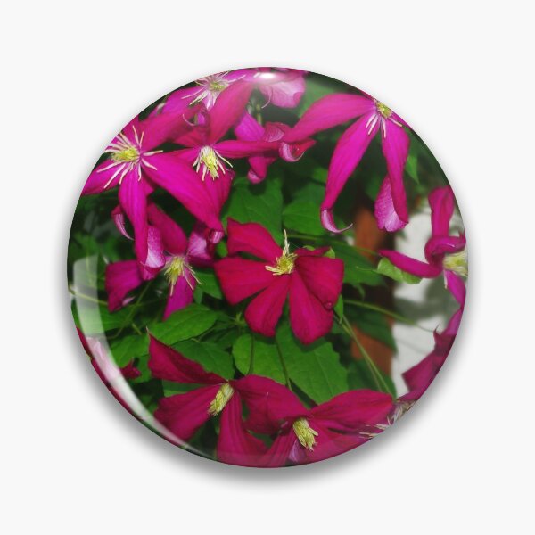 Item preview, Clematis viticella Mme Julia Correvon designed and sold by rvjames.