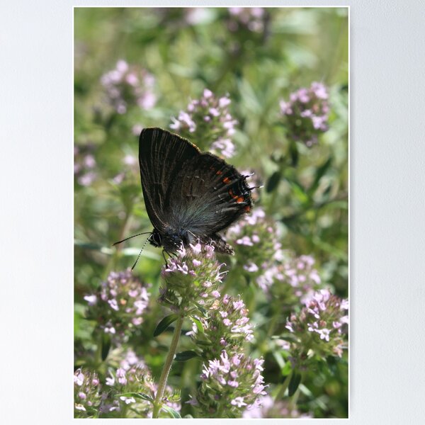 Item preview, Ilex Hairstreak butterfly on mint flowers, South-West Bulgaria 2012 designed and sold by Michael Field.