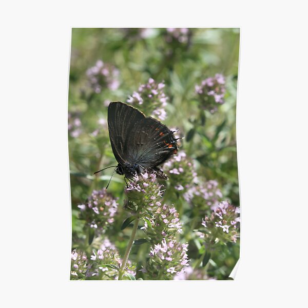 Ilex Hairstreak butterfly on mint flowers, South-West Bulgaria 2012 Poster