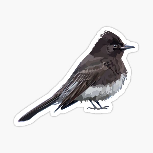 Item preview, Black Phoebe Bird Flycatcher Songbird Illustration designed and sold by MariaWorkman.