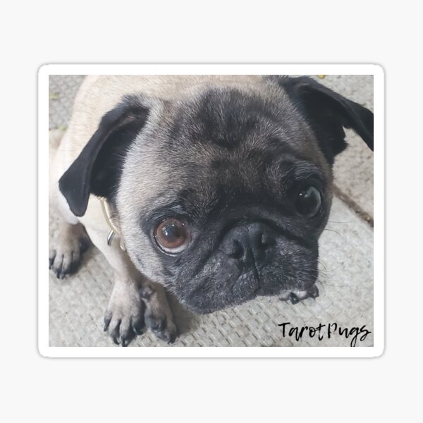 Tarot Pug Rosie Sticker