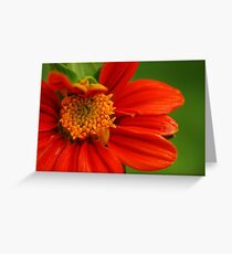 Red Flower Greeting Card