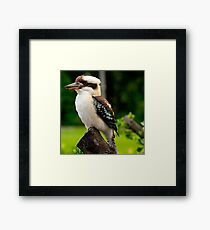 Kookaburra Framed Print