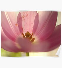Tulip Poster