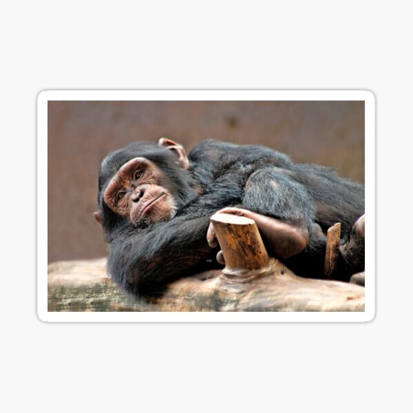 Chimpanzee Sticker