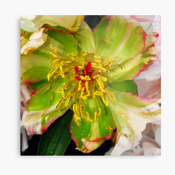 Rest of a Flower Metal Print