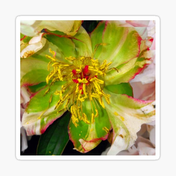 Item preview, Rest of a Flower designed and sold by Robert Elfferich.