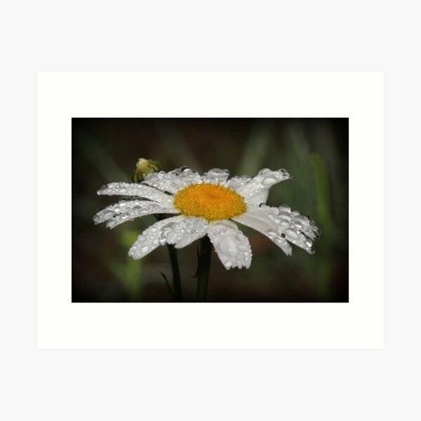 Daisy with dew drops Art Print