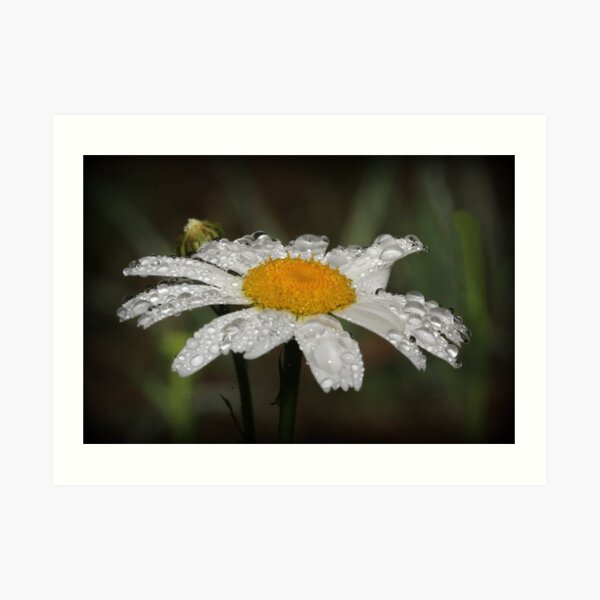 Daisy with dew drops Art Print