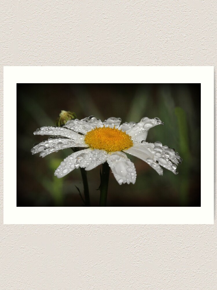 Alternate view of Daisy with dew drops Art Print