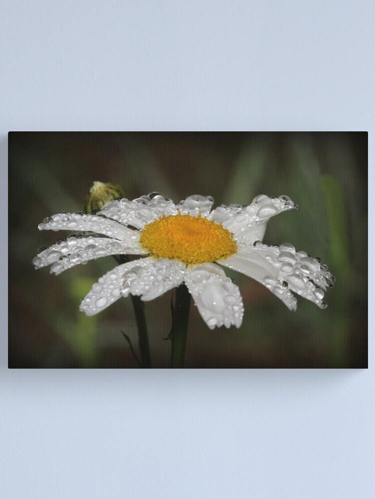 Alternate view of Daisy with dew drops Canvas Print