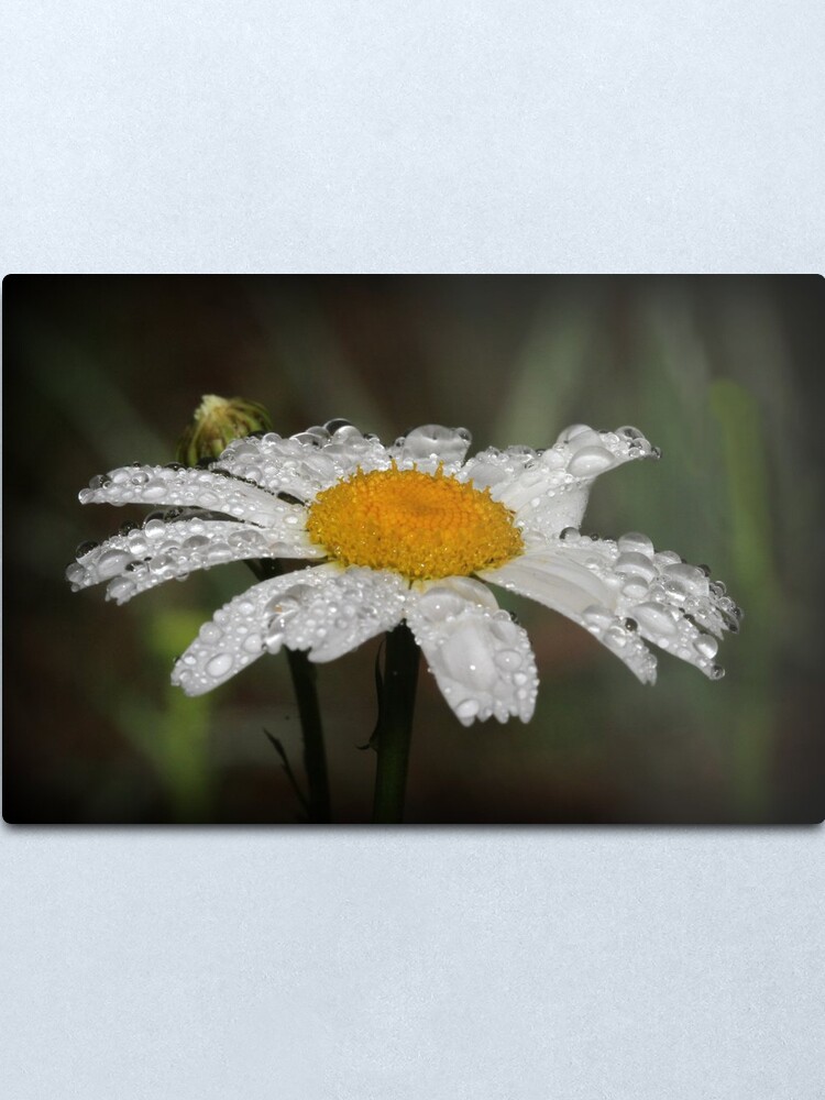 Alternate view of Daisy with dew drops Metal Print