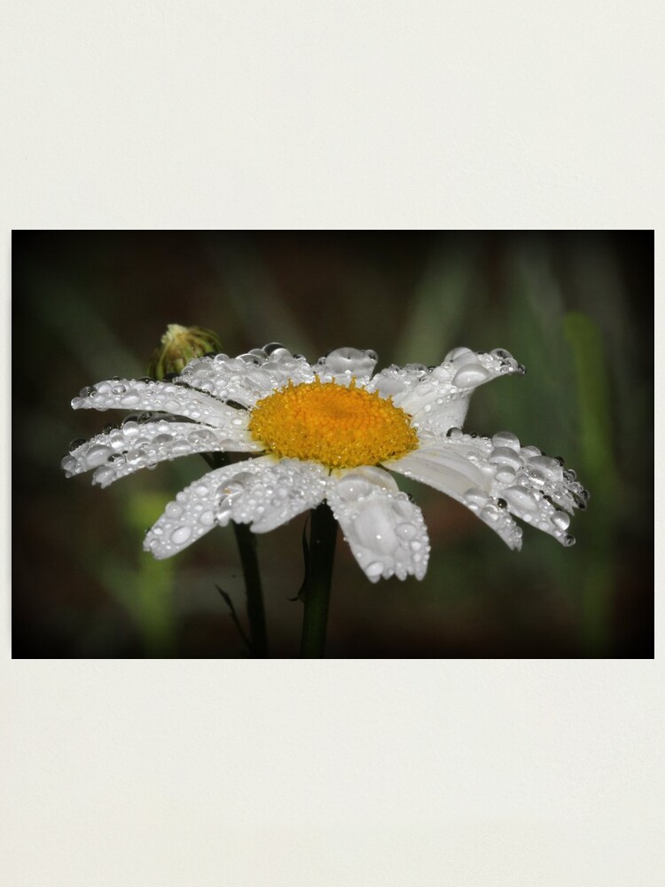 Alternate view of Daisy with dew drops Photographic Print