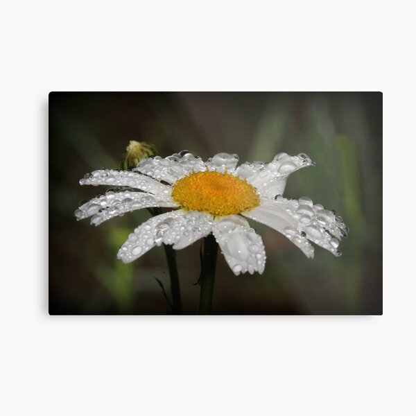 Daisy with dew drops Metal Print