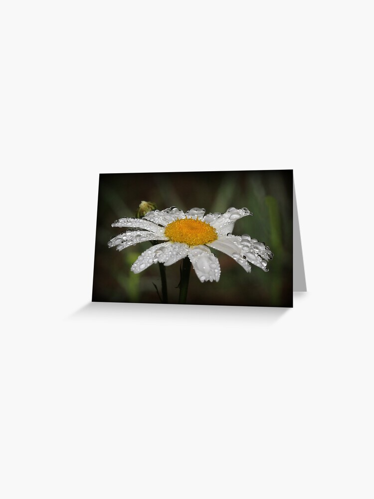 Thumbnail 1 of 2, Greeting Card, Daisy with dew drops designed and sold by theoddshot.