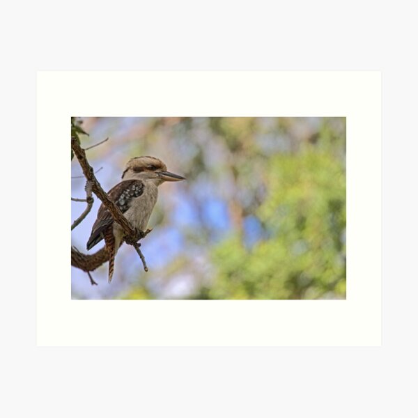 Kookaburra Watching Art Print
