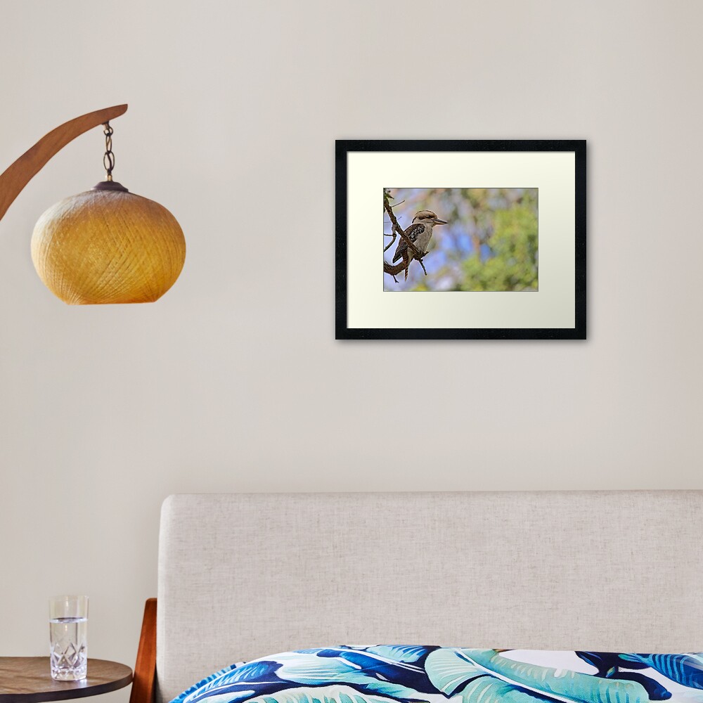 Kookaburra Watching Framed Art Print