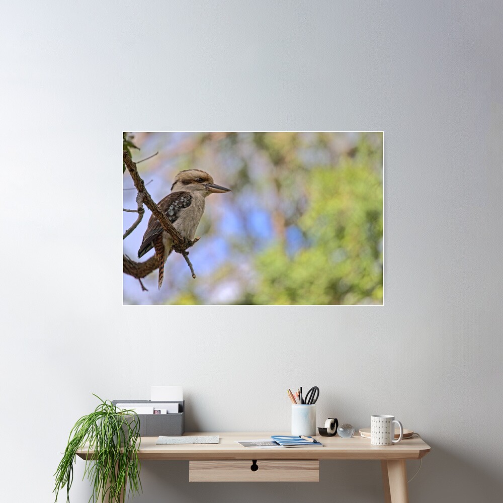 Kookaburra Watching Poster