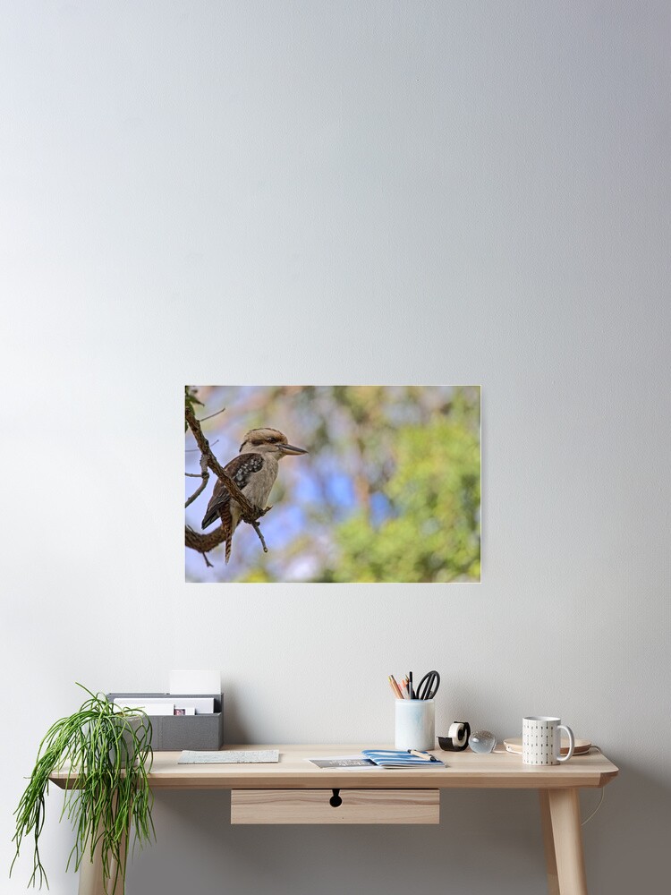 Thumbnail 2 of 3, Poster, Kookaburra Watching designed and sold by theoddshot.