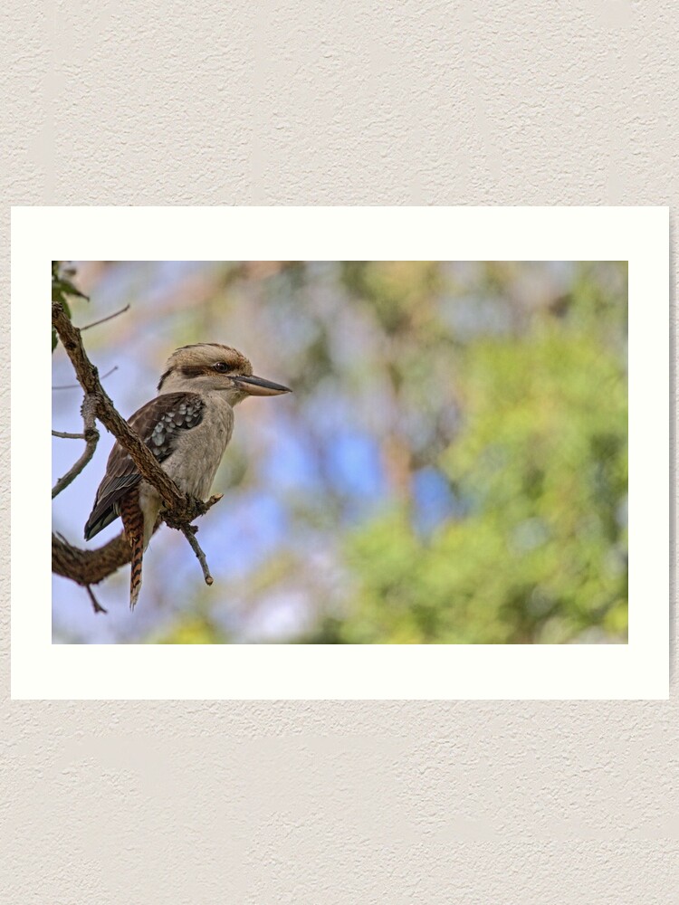 Thumbnail 1 of 3, Art Print, Kookaburra Watching designed and sold by theoddshot.