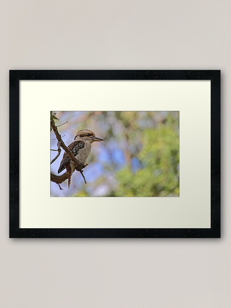 Alternate view of Kookaburra Watching Framed Art Print
