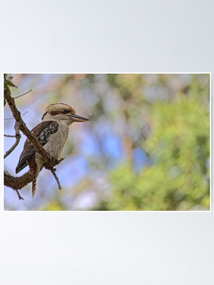 Thumbnail 1 of 3, Poster, Kookaburra Watching designed and sold by theoddshot.