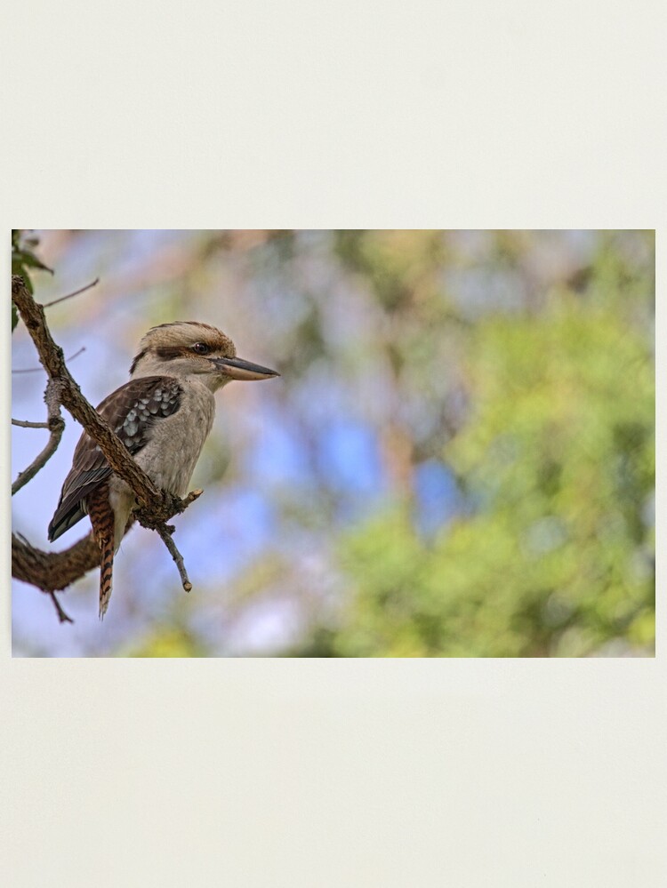 Alternate view of Kookaburra Watching Photographic Print