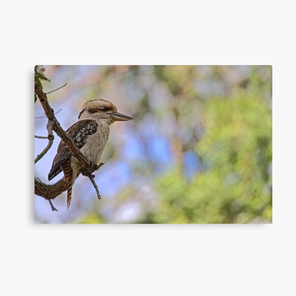 Kookaburra Watching Canvas Print
