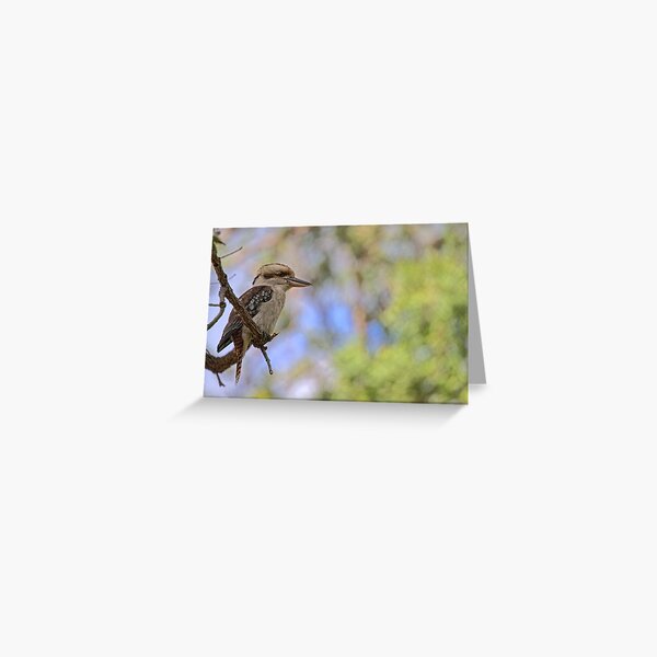 Kookaburra Watching Greeting Card