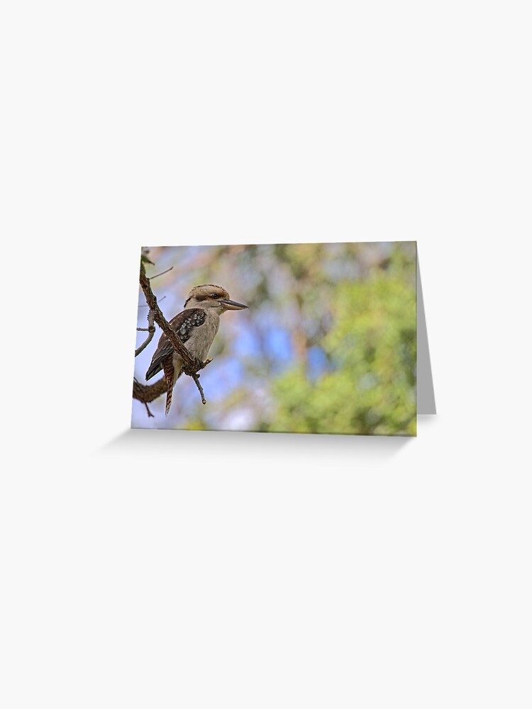 Thumbnail 1 of 2, Greeting Card, Kookaburra Watching designed and sold by theoddshot.