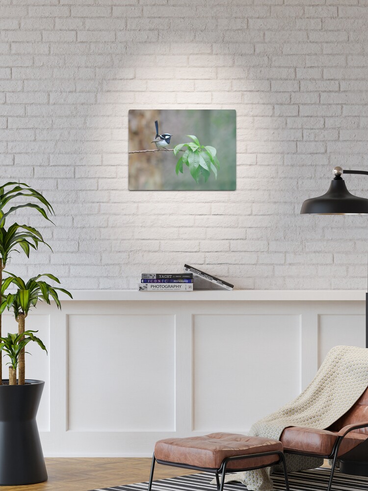 Thumbnail 1 of 4, Metal Print, Male Superb Fairy Wren on a Peach Branch designed and sold by theoddshot.