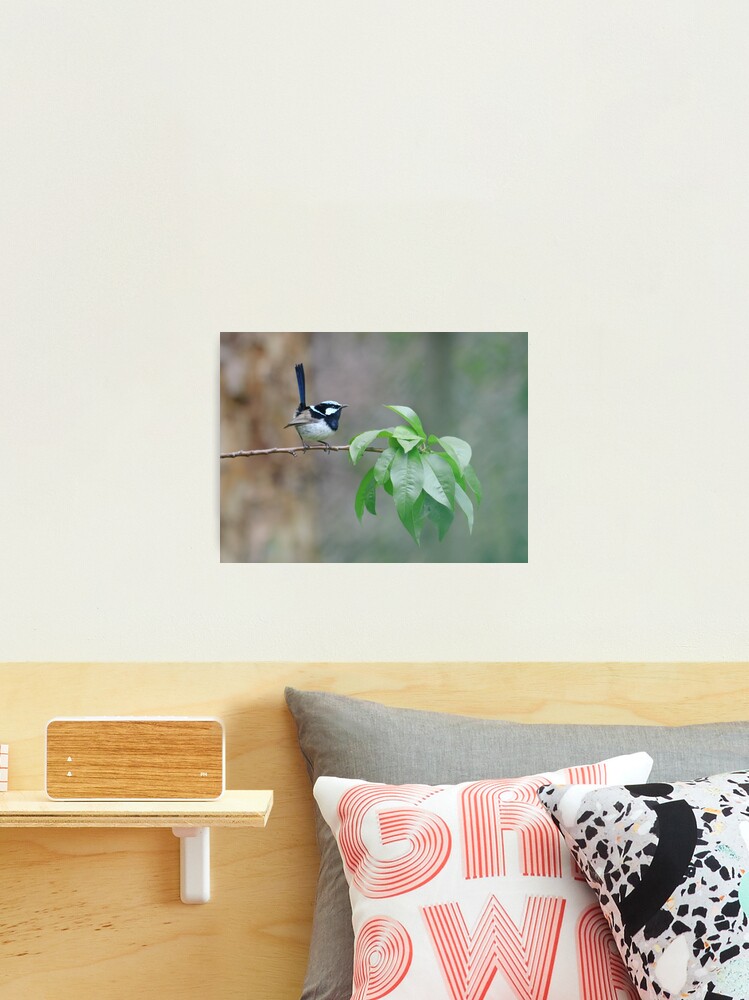 Thumbnail 1 of 3, Photographic Print, Male Superb Fairy Wren on a Peach Branch designed and sold by theoddshot.